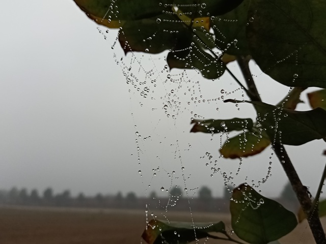 Spider web art with dewdrops 