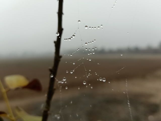 Spider web with dew drops in the form of beads 