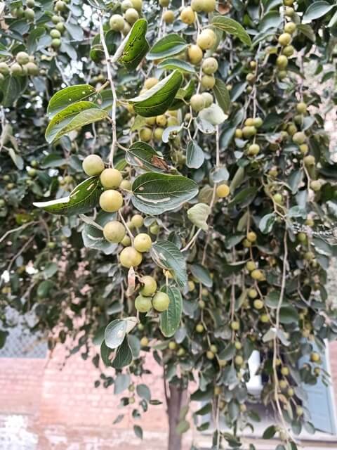 Jujube tree with fruits 