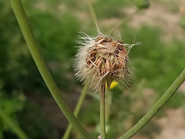 Dandelion seeds 