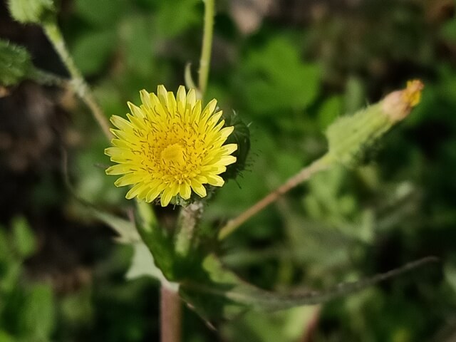 Petals of a dandelion 