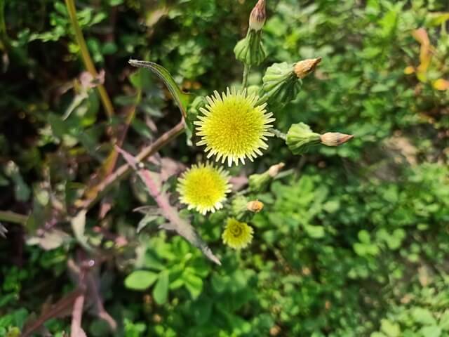 Beautiful sunny dandelion flowers 