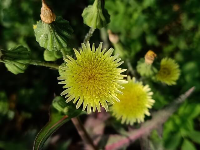 Petals of a dandelion 