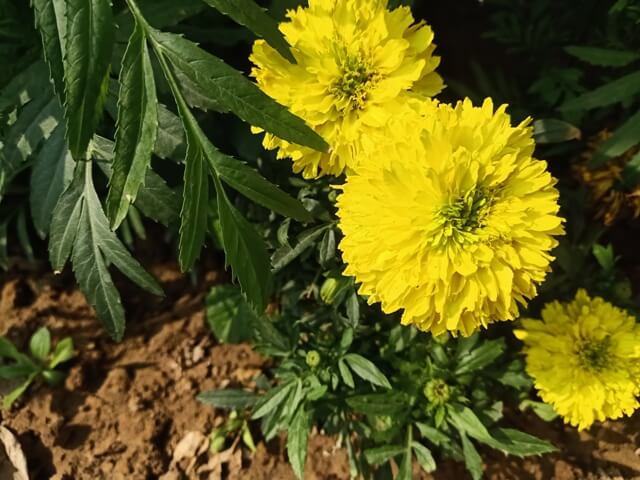 Yellow marigold flowers 