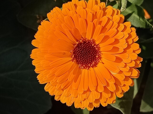 Petals of a marigold flower 