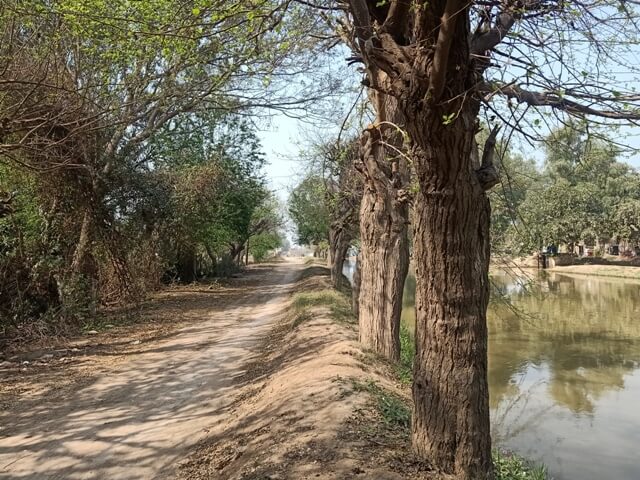 Canal road with trees 