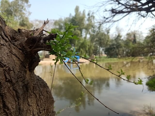 Sprout of tree leaves 