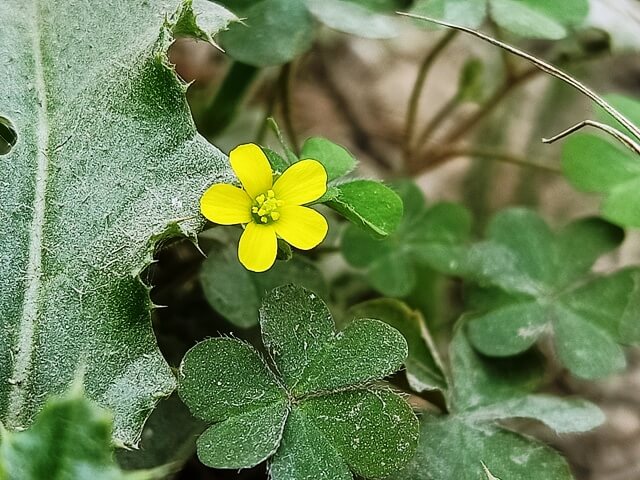 Wild tiny yellow flower 