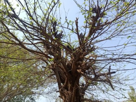 Beauty of spring on a tree 