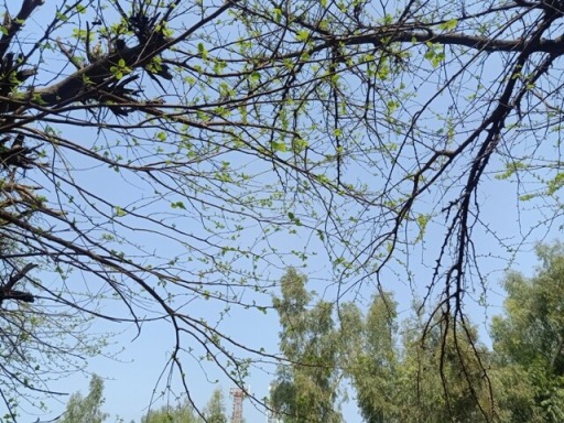 New leaves on a tree during spring 