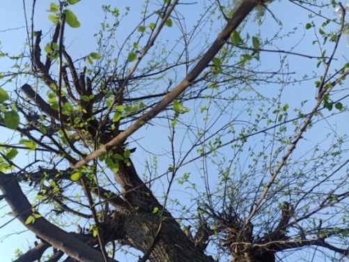 Tiny green leaves on a tree during spring 