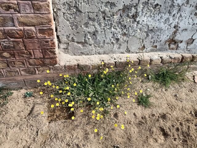 Dandelion plant in full bloom