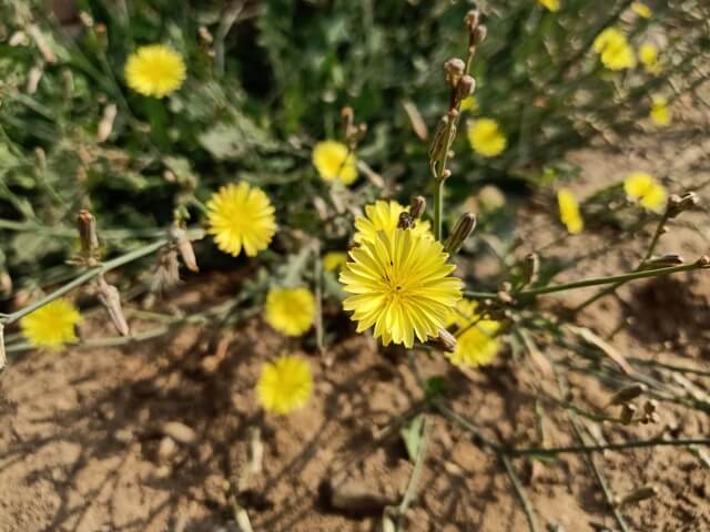 Yellow tiny flowers of dandelion 