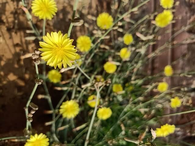 Wild dandelion beauty 