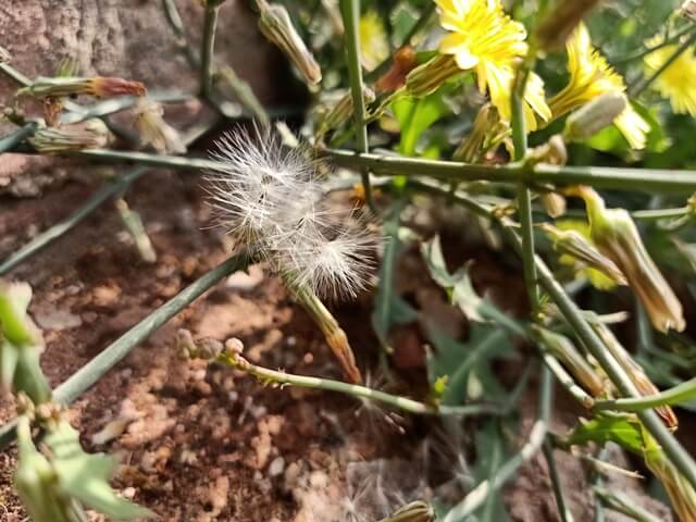 Winged seeds of dandelion flower 