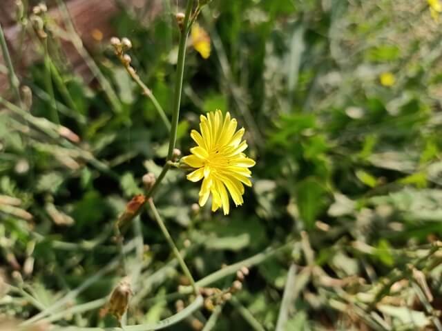 Solo dandelion flower