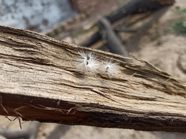 Dandelion seeds 