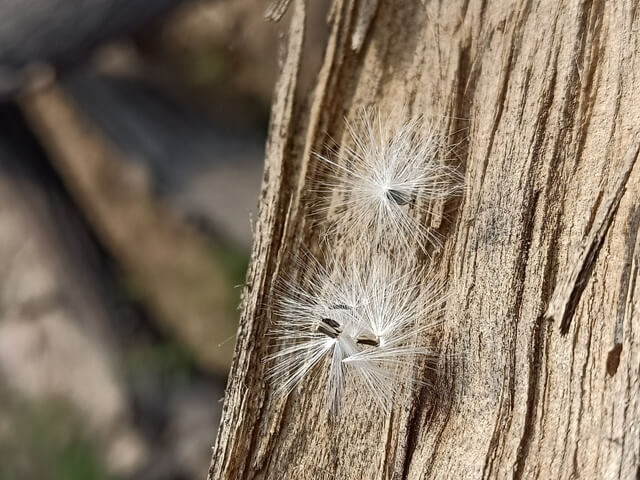 Seeds of dandelion flower