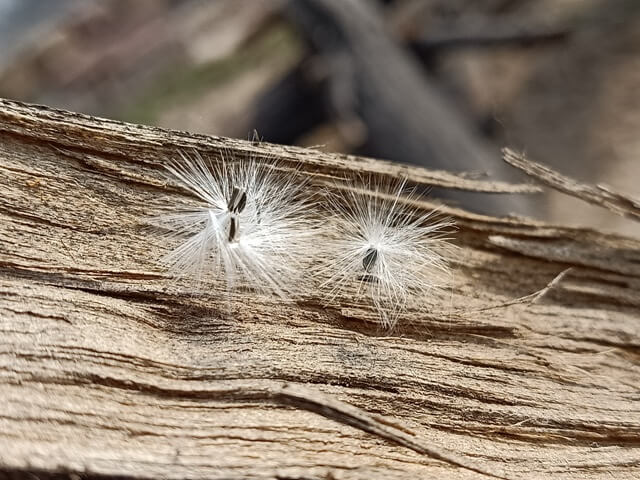 Dandelion on wood 