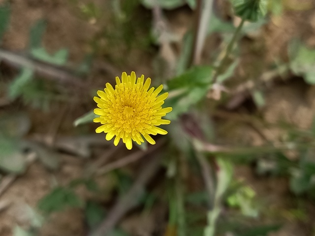 Petal pattern of a dandelion flower 