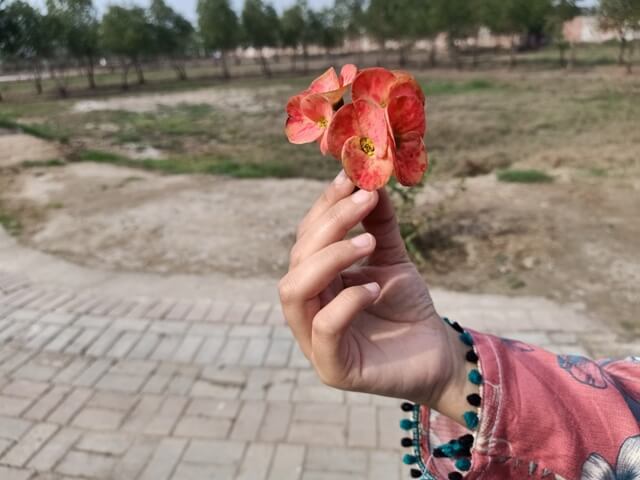 Euphorbia flowers in the girls hand 