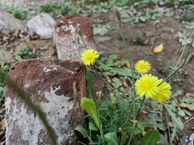 Dandelion flowers bloom