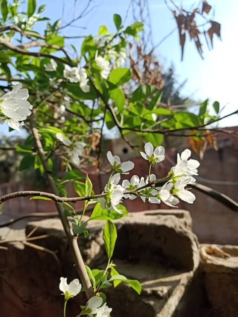 Plum tree stem in the spring 