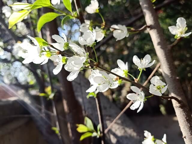 Bloom of plum 