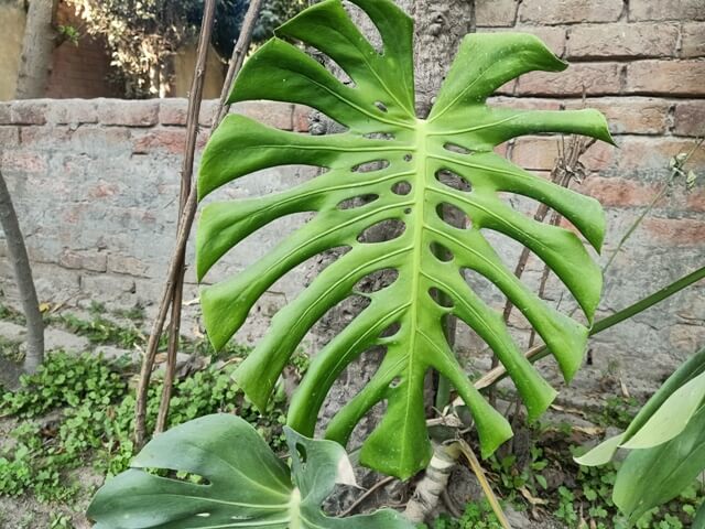 Swiss cheese plant leaf