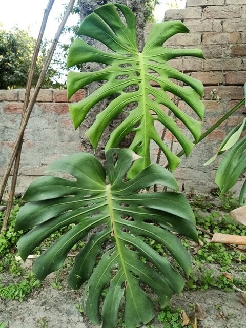 Monstera deliciosa leaves 