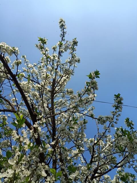 Spring season and plum tree flowers 