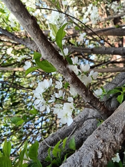 Branch of a plum tree in spring 