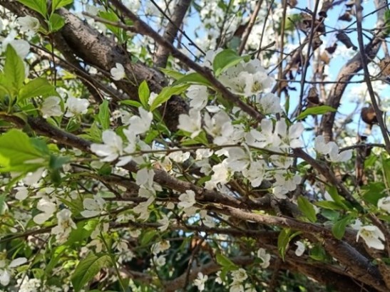 Attractive flowers of plum 