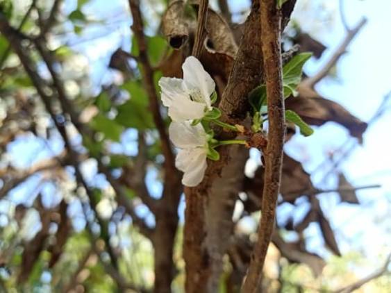 White flowers of plum 