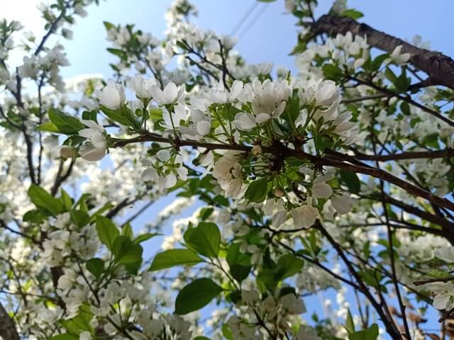 Spring on a plum tree 