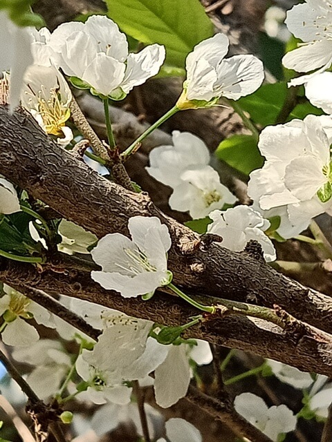White flowers of plum 