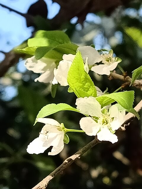 White flowers of plum 