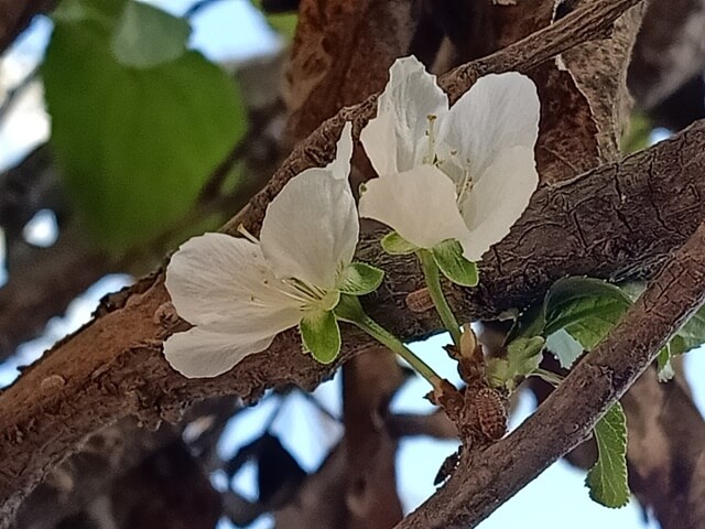 Beautiful flowers of plum 