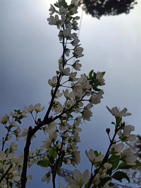Stem of a plum tree loaded with flowers 