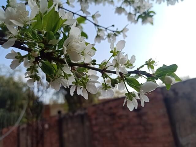Flowers of a plum tree during spring season 