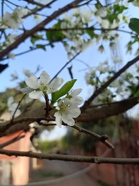 Attractive plum flowers 