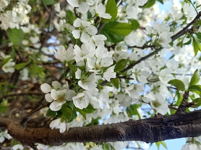 Mesmerizing view of spring on a plum tree 