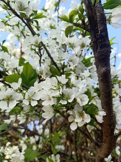 Bouquet of plum flowers 