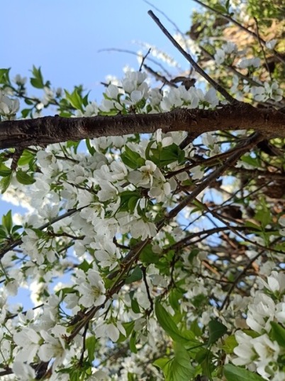 Plum tree loaded with white flowers 
