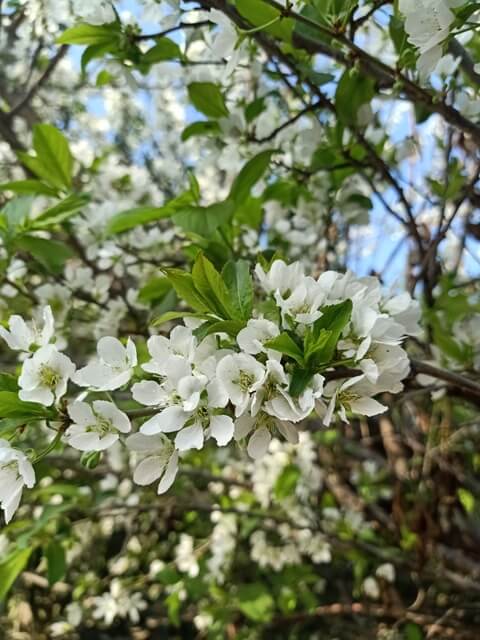 Leaves and flower of plum tree 