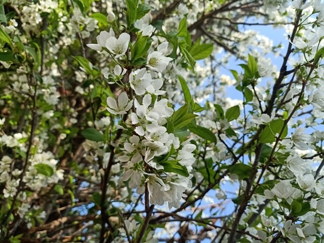 Plum tree after winter 