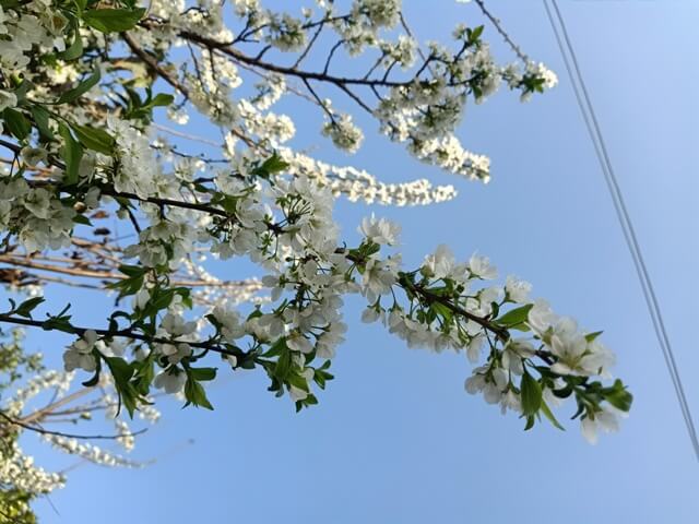 Blooming blossom of s plum tree 