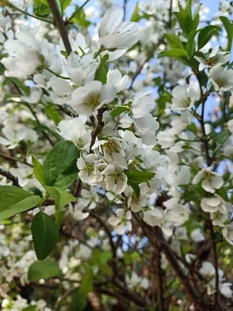 Breathtaking view of plum flowers during spring