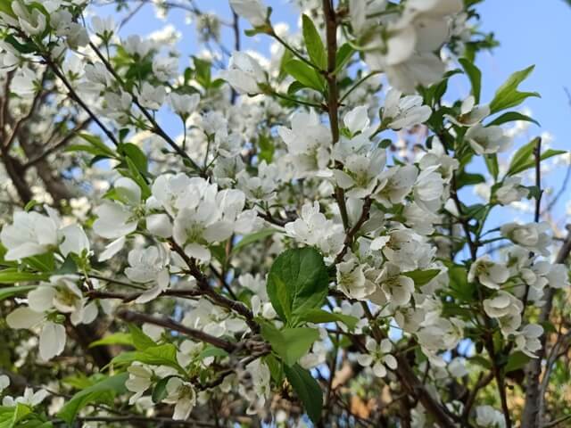 Bloom during spring 