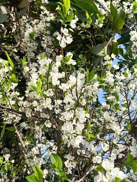 Plum tree loaded with flowers 
